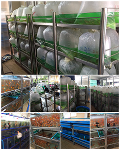 Wholesale fish outlet aquariums